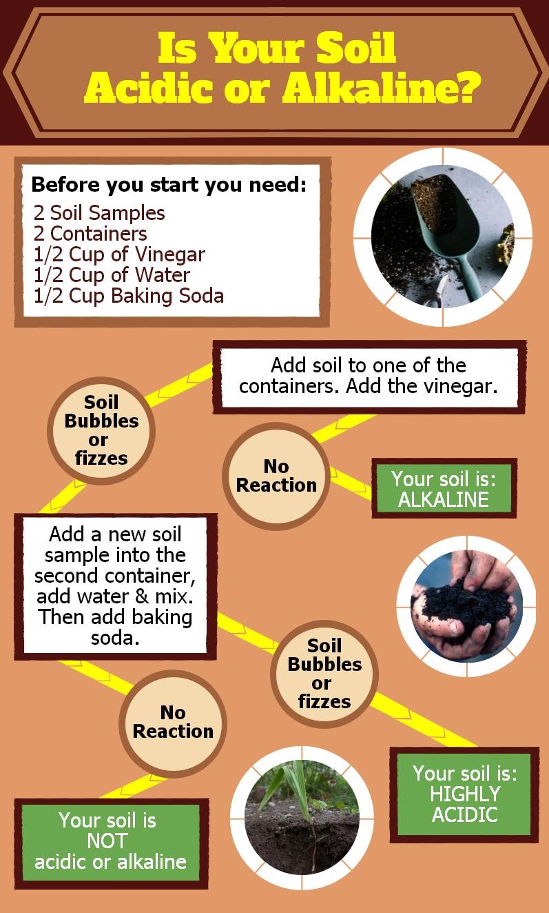 Is Your Soil Acidic or Alkaline?