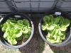 wk4_lettuce_L_with_polymer_R_without_polymer